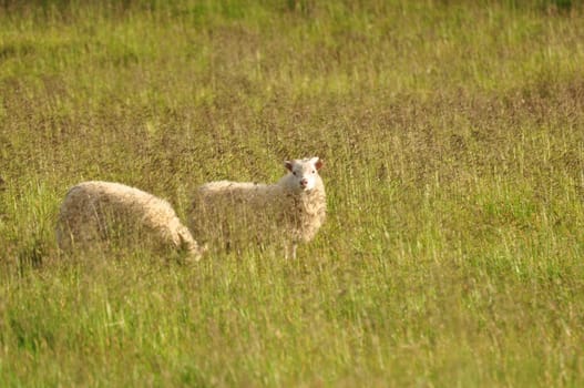 Cute Icelandic sheep grazing in tall yellow grass in the Iceland landscape