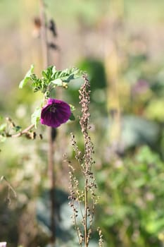 Selective focus shot of purple mallow in the field in Meerbusch, Germany