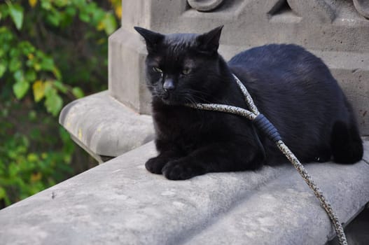 Closeup of a black cat with a leash around its neck in Central Park New York