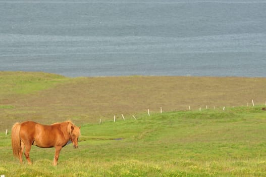 Beautiful view of a horse in a big field and sea in the background in Iceland