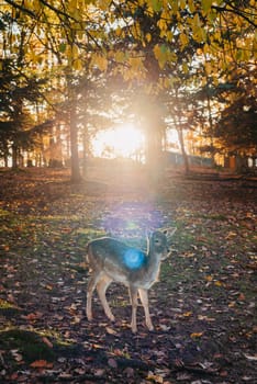 Young wild deer, standing in the forest, morning light. deer in the forest. rays of the sun. sunset