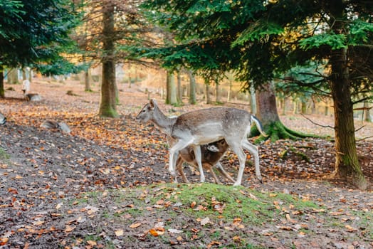 Young red deer sucks milk. Herd of deers in summer landscape. Wildlife scene from summer forest. Deep forest deer sucking milk from mother, deer and child.