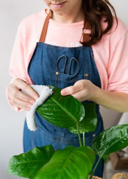 The girl wipes the large green leaves of dieffenbachia from dust. Care and trimming of flowerpots at home, close-up