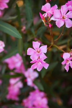 Beautiful pink flowers of begonville in Europe. Mediterranean plants in the garden