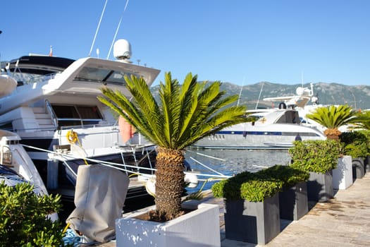 A very beautiful palm tree in the middle of the yacht parking on the pier in Montenegro. Travel, vacation, vacation at sea