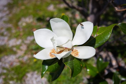 Southern magnolia Magnolia grandiflora tree branches with leaves and flowers on a sunny day. A beautiful summer day