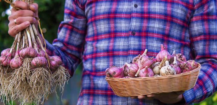 freshly picked garlic in the hands of a farmer. Selective focus