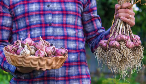 freshly picked garlic in the hands of a farmer. Selective focus