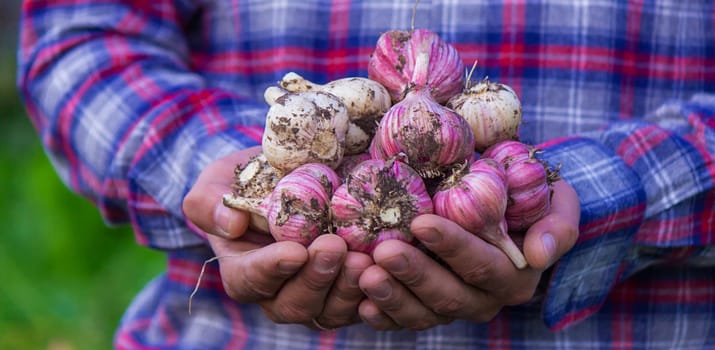 freshly picked garlic in the hands of a farmer. Selective focus