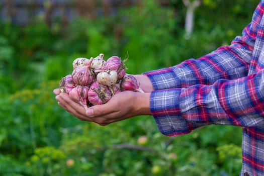 freshly picked garlic in the hands of a farmer. Selective focus