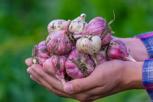 freshly picked garlic in the hands of a farmer. Selective focus