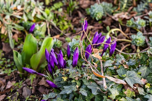 Flower bed with green plants and purple crocuses in spring from the side