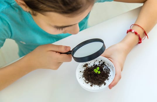 A child examines a plant under a magnifying glass. Selective focus. Kid.