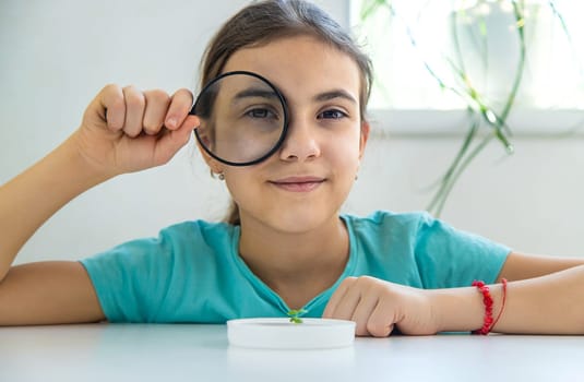 A child examines a plant under a magnifying glass. Selective focus. Kid.