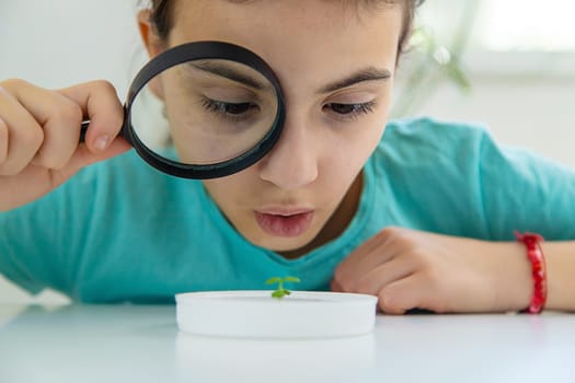 A child examines a plant under a magnifying glass. Selective focus. Kid.