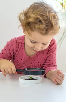 A child examines a plant under a magnifying glass. Selective focus. Kid.