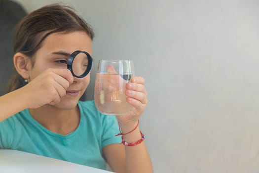 The child examines the water under a magnifying glass. Selective focus. Kid.