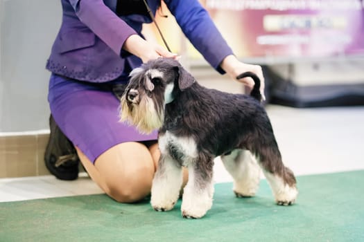 Handler puts a Miniature Schnauzer dog in the rack.