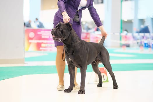Black dog cane corso in the rack at the dog show.