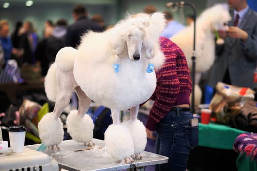 White royal poodle on the grooming table close-up.