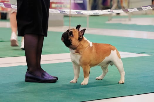 French bulldog demonstrates a stand at a dog show.