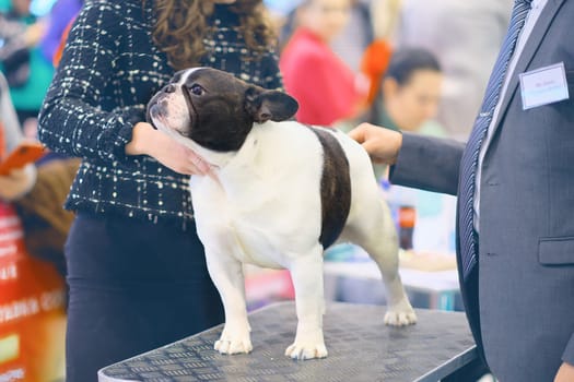 A French bulldog on a table during an examination by experts at a dog show.