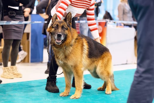 German Shepherd in the ring at a dog show.