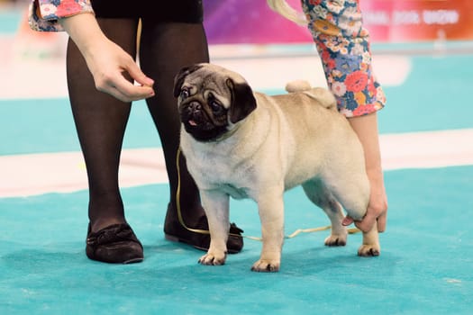 A Pug dog in the ring during a performance demonstrates a stand.