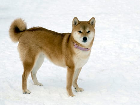 Japanese red coat dog is in winter forest. Portrait of beautiful Shiba inu male standing in the forest on the snow and trees background. High quality photo. Walk in winter