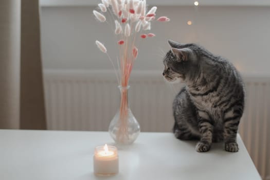 Still life details, candle a funny cat on a table in living room. Cozy home atmosphere. Lazy winter weekend