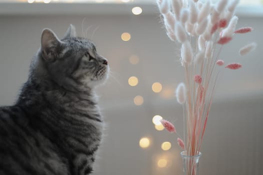 Still life details, candle a funny cat on a table in living room. Cozy home atmosphere. Lazy winter weekend