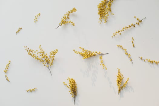 Flowers composition. Yellow mimosa flowers on white background. High quality photo