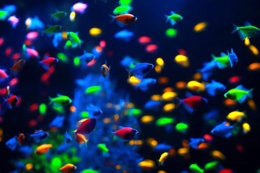 A group of colorful tropical fish under the water. Select the focus. Sea background. sea fishes in the clean water. dark blue natural backdrop of the ocean or aquarium. background with fish.