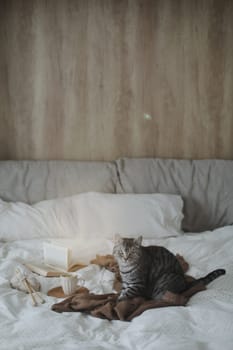 Cute tabby cat in bed on warm blanket. Hygge concept. Lazy weekend.