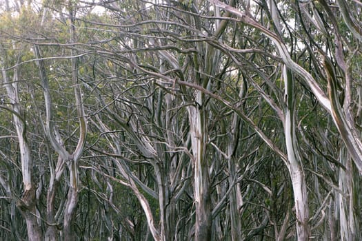 This breathtaking landscape shot captures the beauty of the bare, curved trees of Mt. Donna Buang, Victoria. Perfect for use in advertising, editorial content, or as wall art for nature lovers.