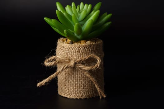 Succulent plant wrapped in a burlap bag isolated on black background