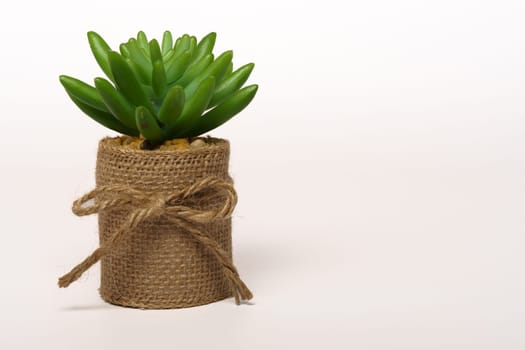 Succulent plant wrapped in a burlap bag isolated on white background