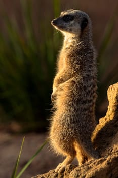 This captivating wildlife shot captures a meerkat standing up in the sunlight. Perfect for use in advertising, editorial content, or as wall art for animal lovers.