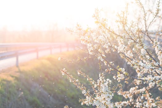 Spring flowering of white cherry blossoms in garden in the rays of light.