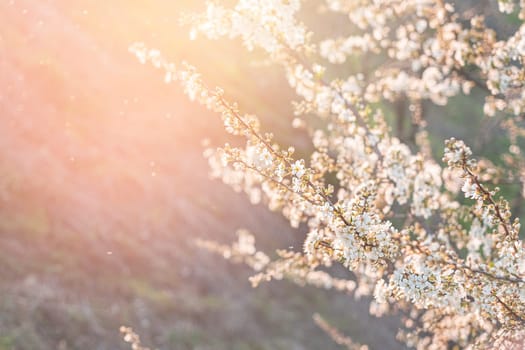 Spring flowering of white cherry blossoms in garden in the rays of light.