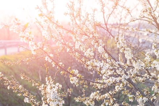 Spring flowering of white cherry blossoms in garden in the rays of light.