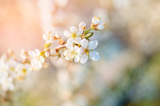 Close-up of white cherry blossom branch in the rays of light.