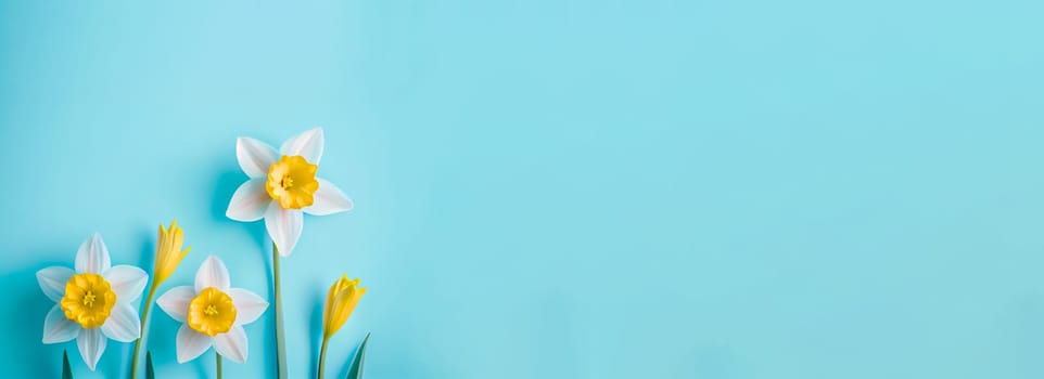 Spring easter background with top view of daffodils bouquet on light blue background with copy space.