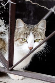 Dirty gray stray cat at the fence close up portrait