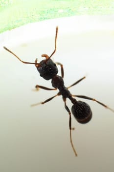 Brown ant messor structor on a white background close up