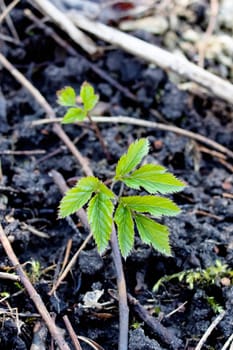 Green leaves of a plant on black earth top view