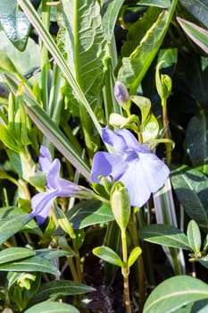 Pink periwinkle flower small with green leaves close up