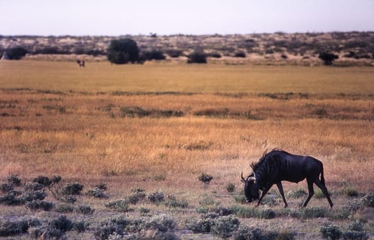 Blue Wildebeest (Connochaetes taurinus), Central Kalahari Game Reserve, Ghanzi, Botswana, Africa