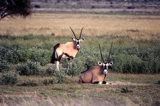 Gemsbok (Oryx gazella), Central Kalahari Game Reserve, Ghanzi, Botswana, Africa