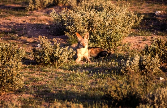 Black Backed Jakal (Canis mesomelas), Central Kalahari Game Reserve, Ghanzi, Botswana, Africa